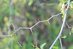 a thorn in the flesh